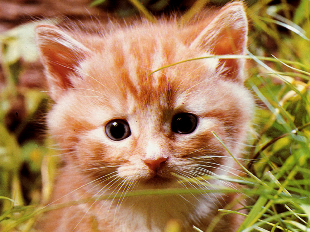 Encantando Corações: Fotos Adoráveis de Gatinhos que Vão Derreter sua Alma